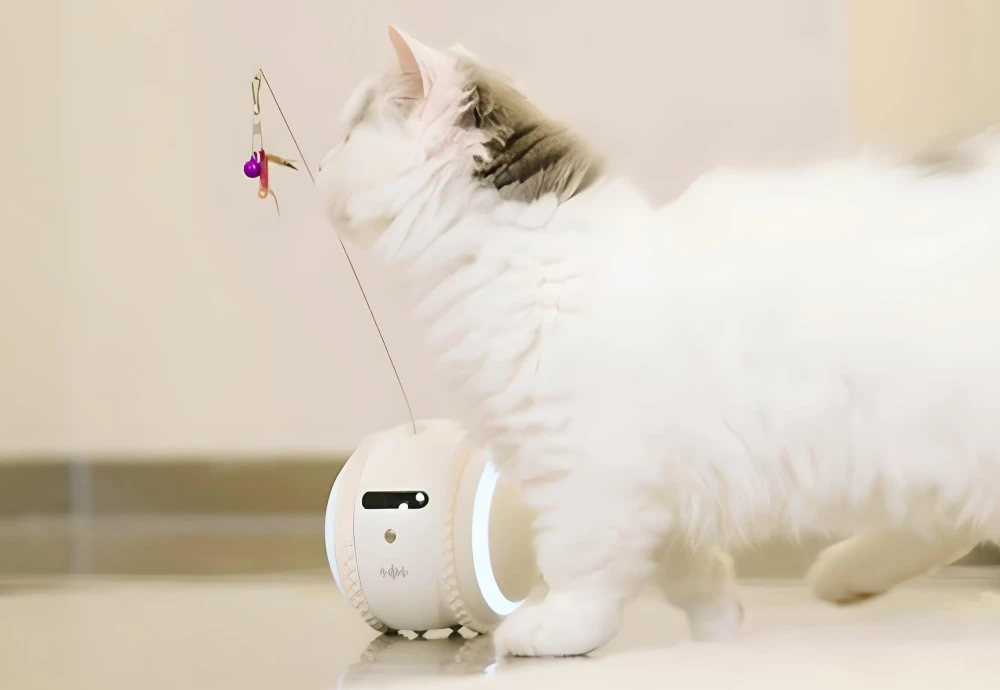 easiest pet camera to set up